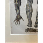 Antique c1870 Hand Colored Human Anatomy Steel Engraving Framed Medical Hirschfield C.E. Bock Atlas