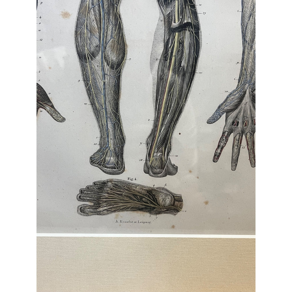 Antique c1870 Hand Colored Human Anatomy Steel Engraving Framed Medical Hirschfield C.E. Bock Atlas