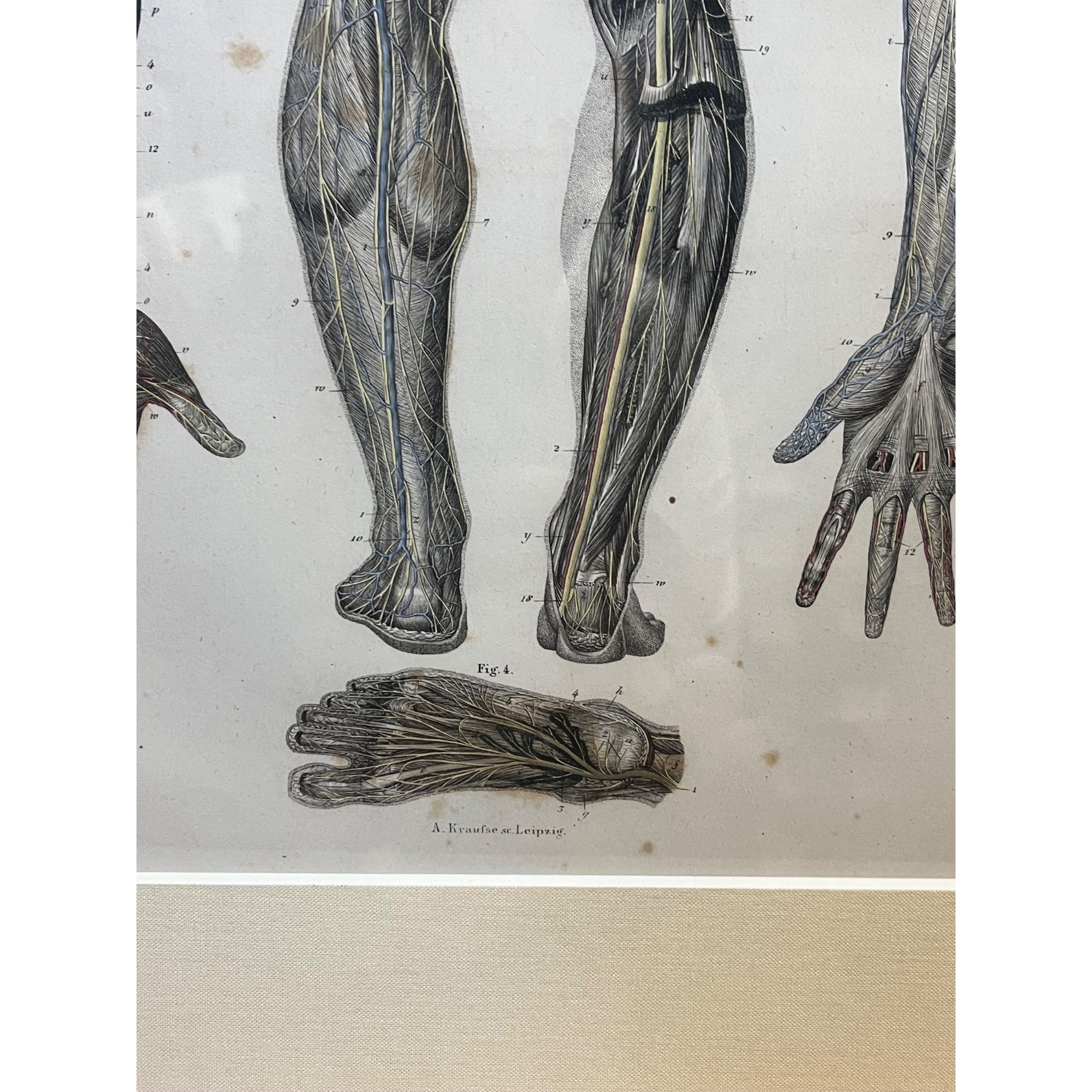 Antique c1870 Hand Colored Human Anatomy Steel Engraving Framed Medical Hirschfield C.E. Bock Atlas