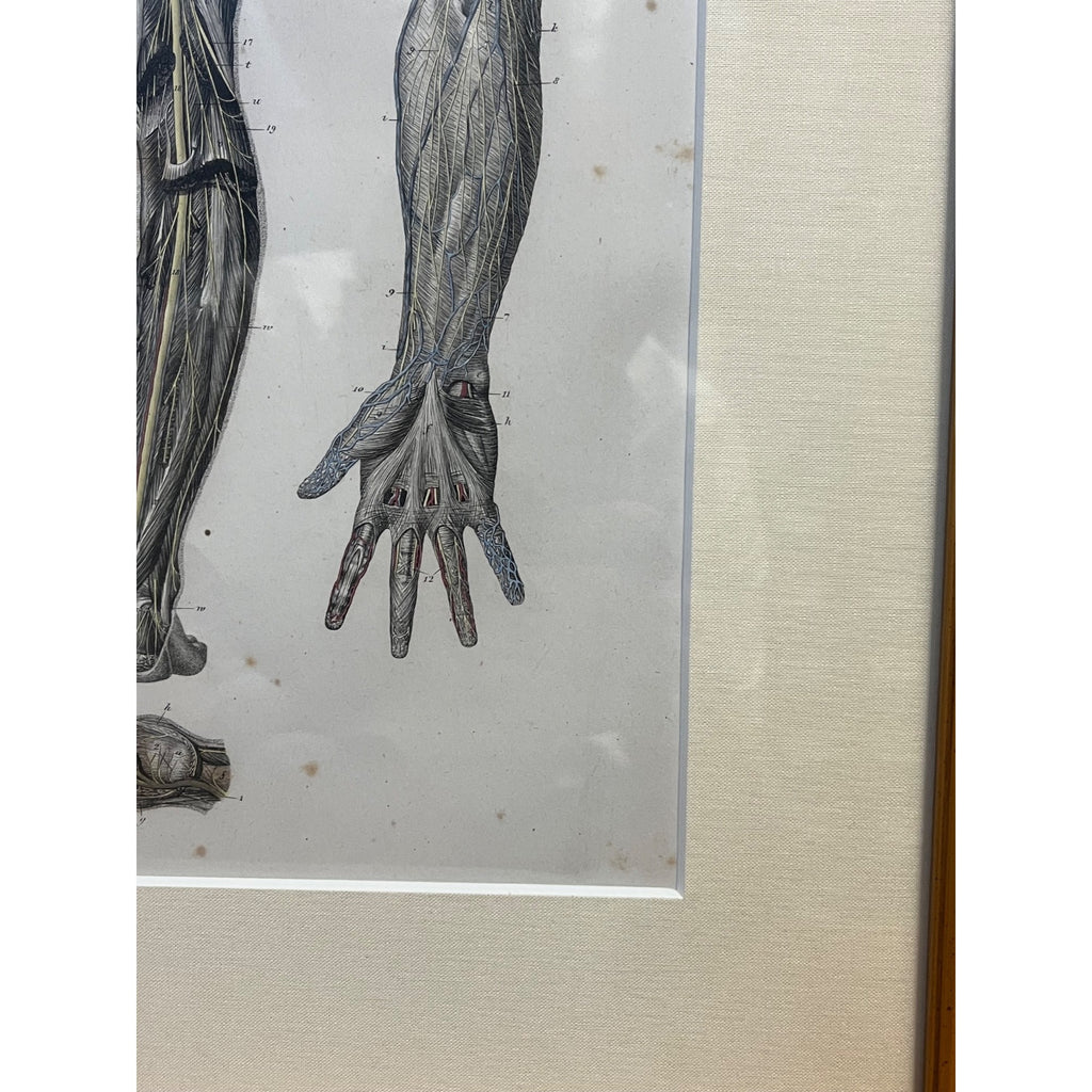 Antique c1870 Hand Colored Human Anatomy Steel Engraving Framed Medical Hirschfield C.E. Bock Atlas
