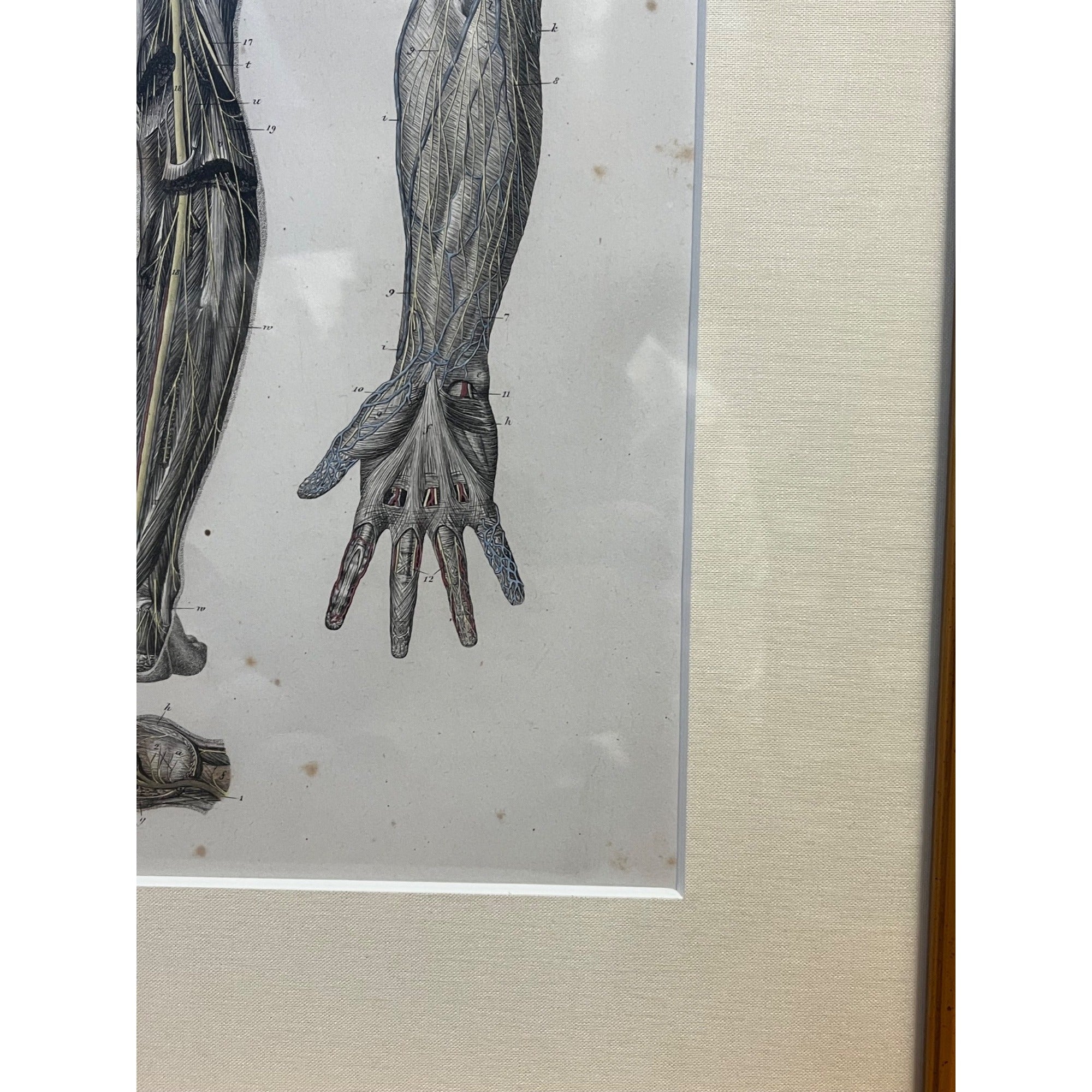 Antique c1870 Hand Colored Human Anatomy Steel Engraving Framed Medical Hirschfield C.E. Bock Atlas