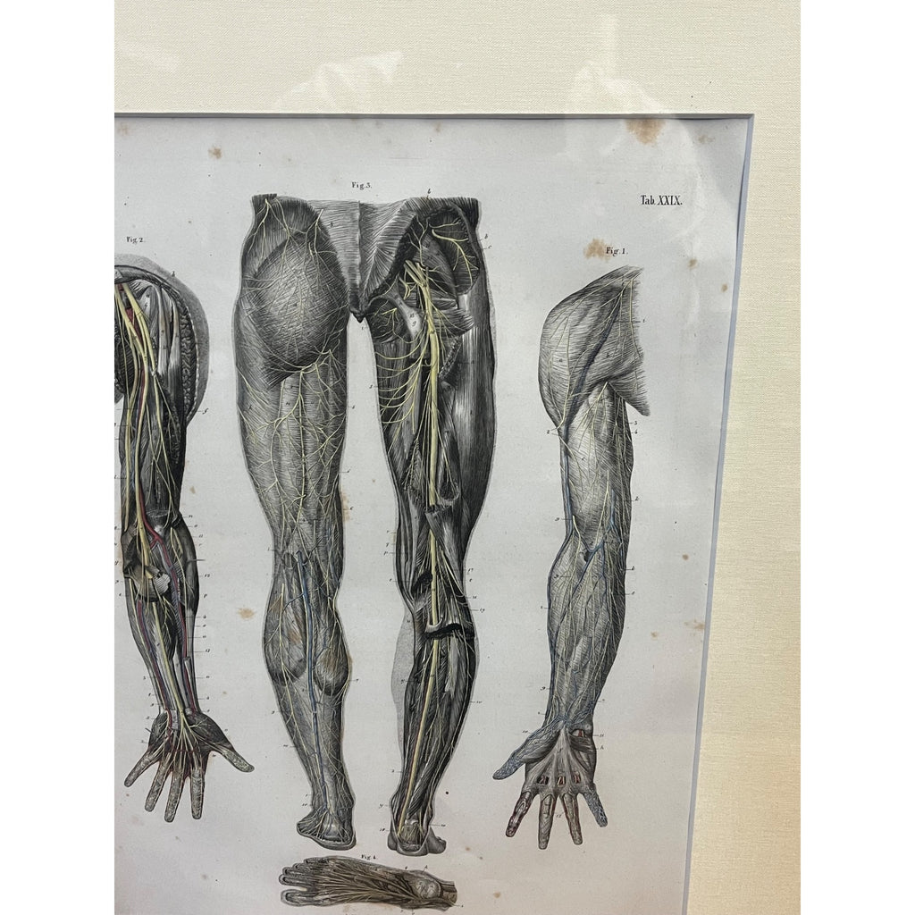 Antique c1870 Hand Colored Human Anatomy Steel Engraving Framed Medical Hirschfield C.E. Bock Atlas