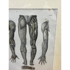 Antique c1870 Hand Colored Human Anatomy Steel Engraving Framed Medical Hirschfield C.E. Bock Atlas