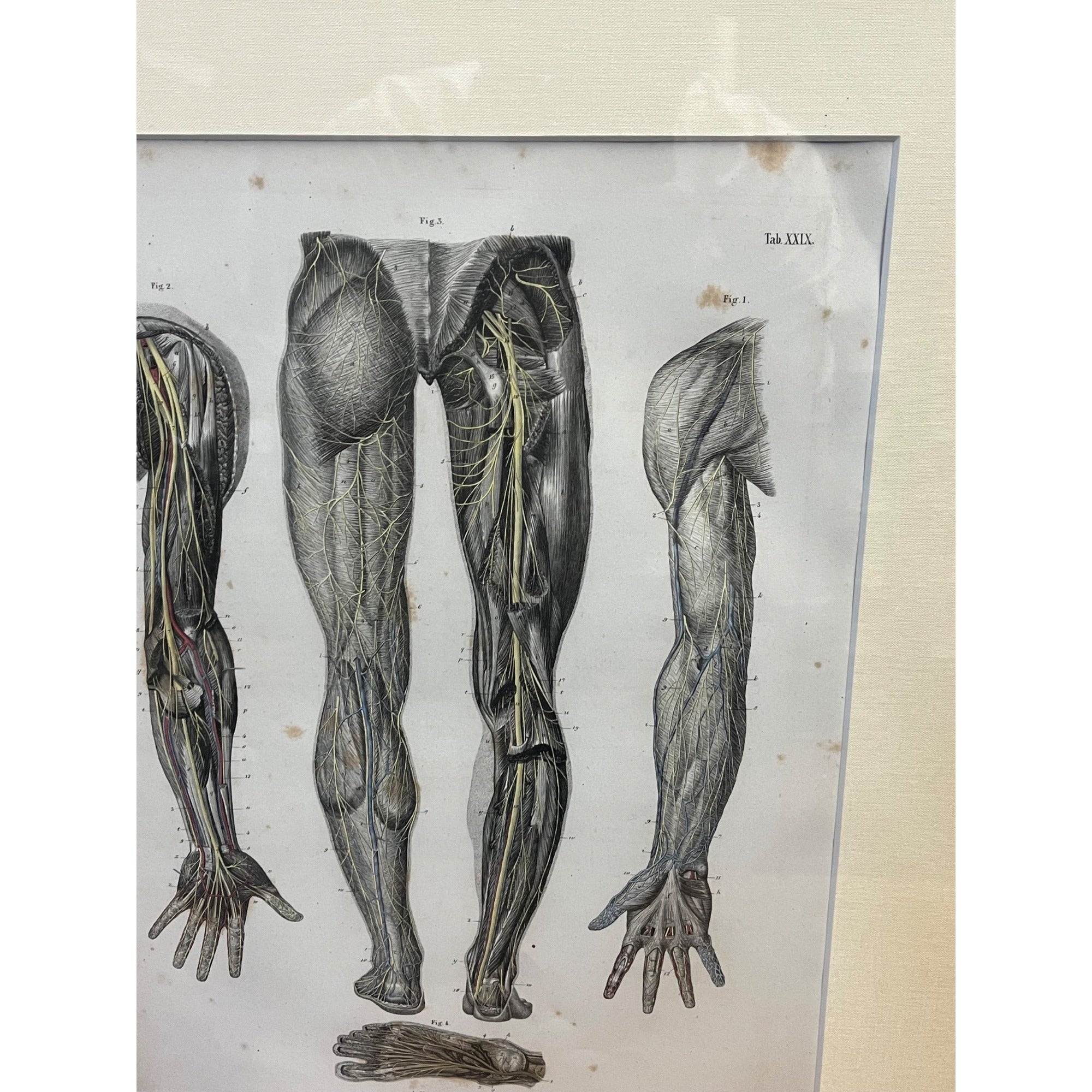 Antique c1870 Hand Colored Human Anatomy Steel Engraving Framed Medical Hirschfield C.E. Bock Atlas