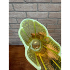 Vintage Fenton Topaz Hobnail Opalescent 8" Hankerchief Vase