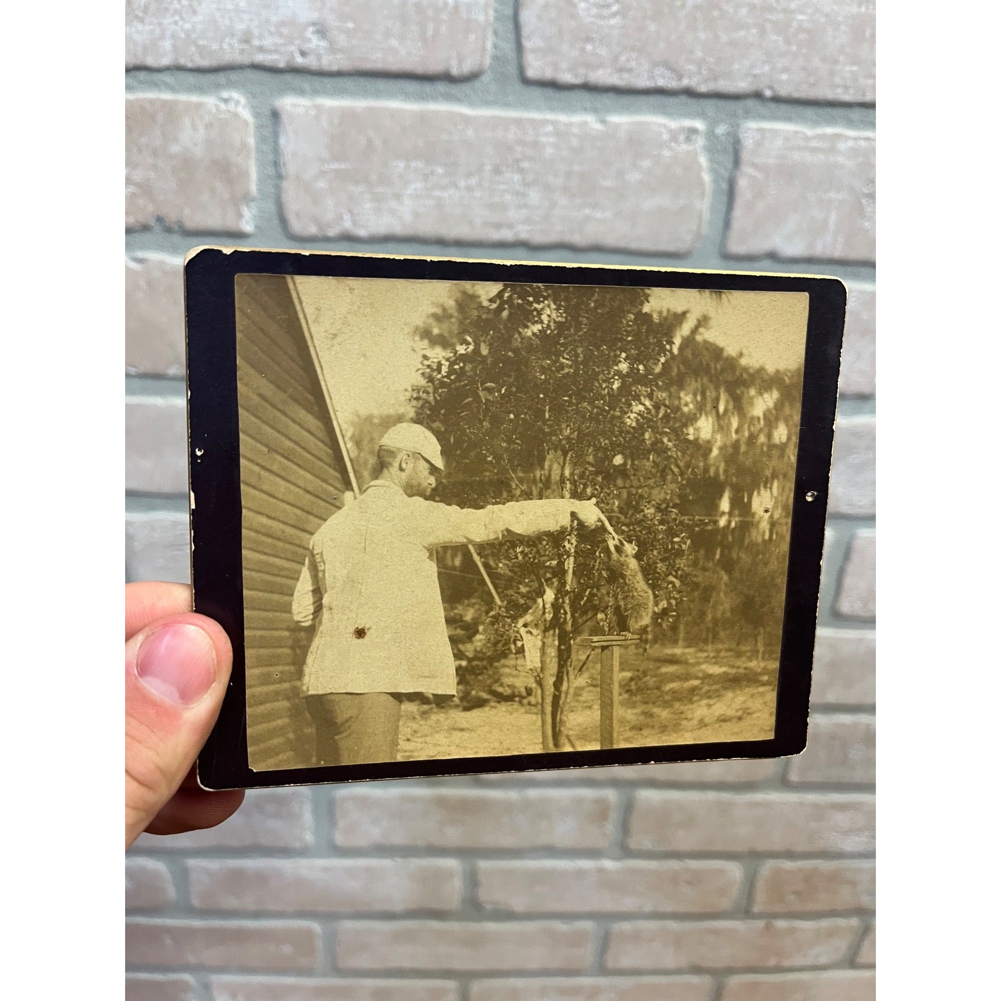Antique Victorian Cabinet Card Photo Man Feeding Baby Raccoon Animal Kodak