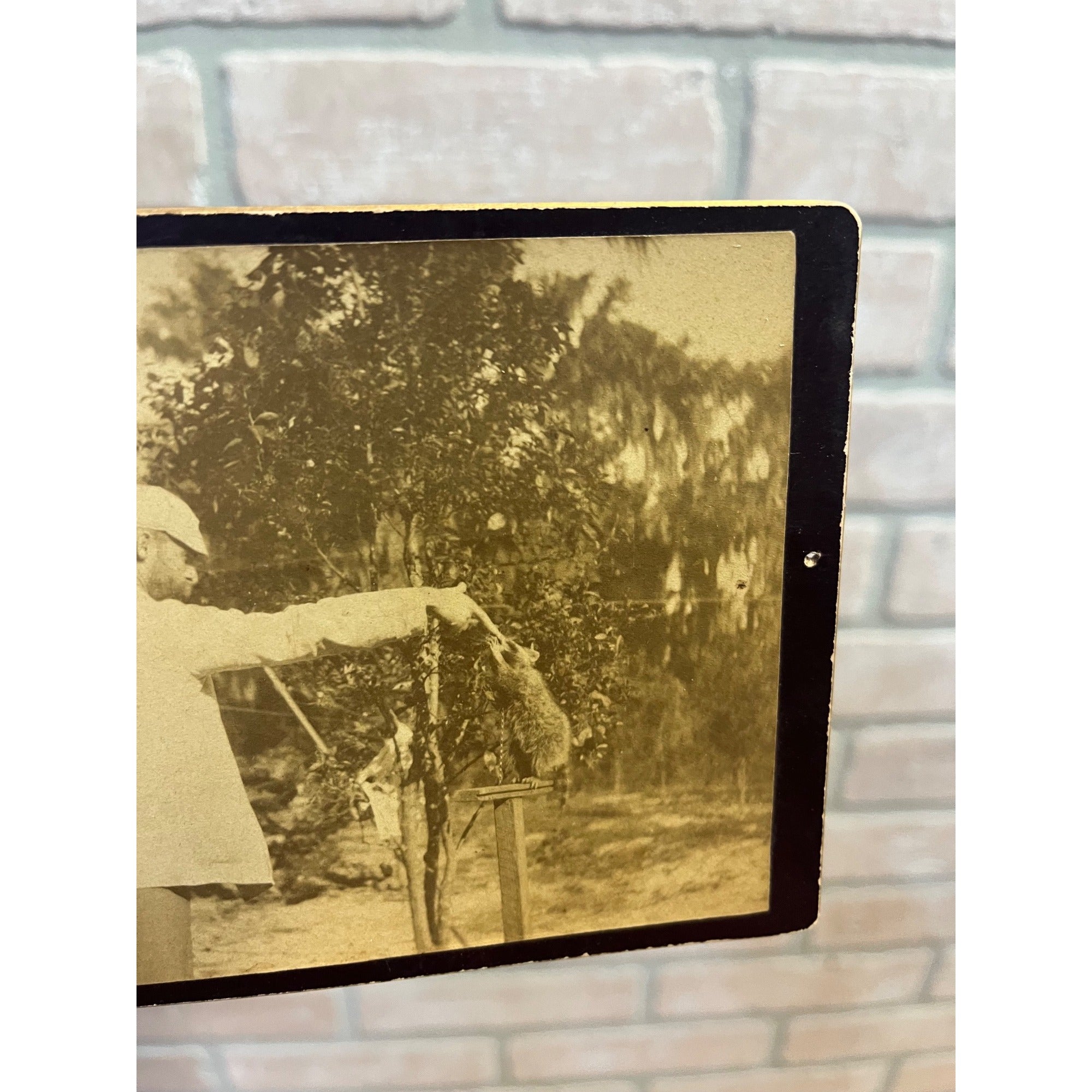 Antique Victorian Cabinet Card Photo Man Feeding Baby Raccoon Animal Kodak