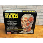 Vintage 1960s The Visible Head Anatomical Assembly Anatomy Model Kit By Renewal
