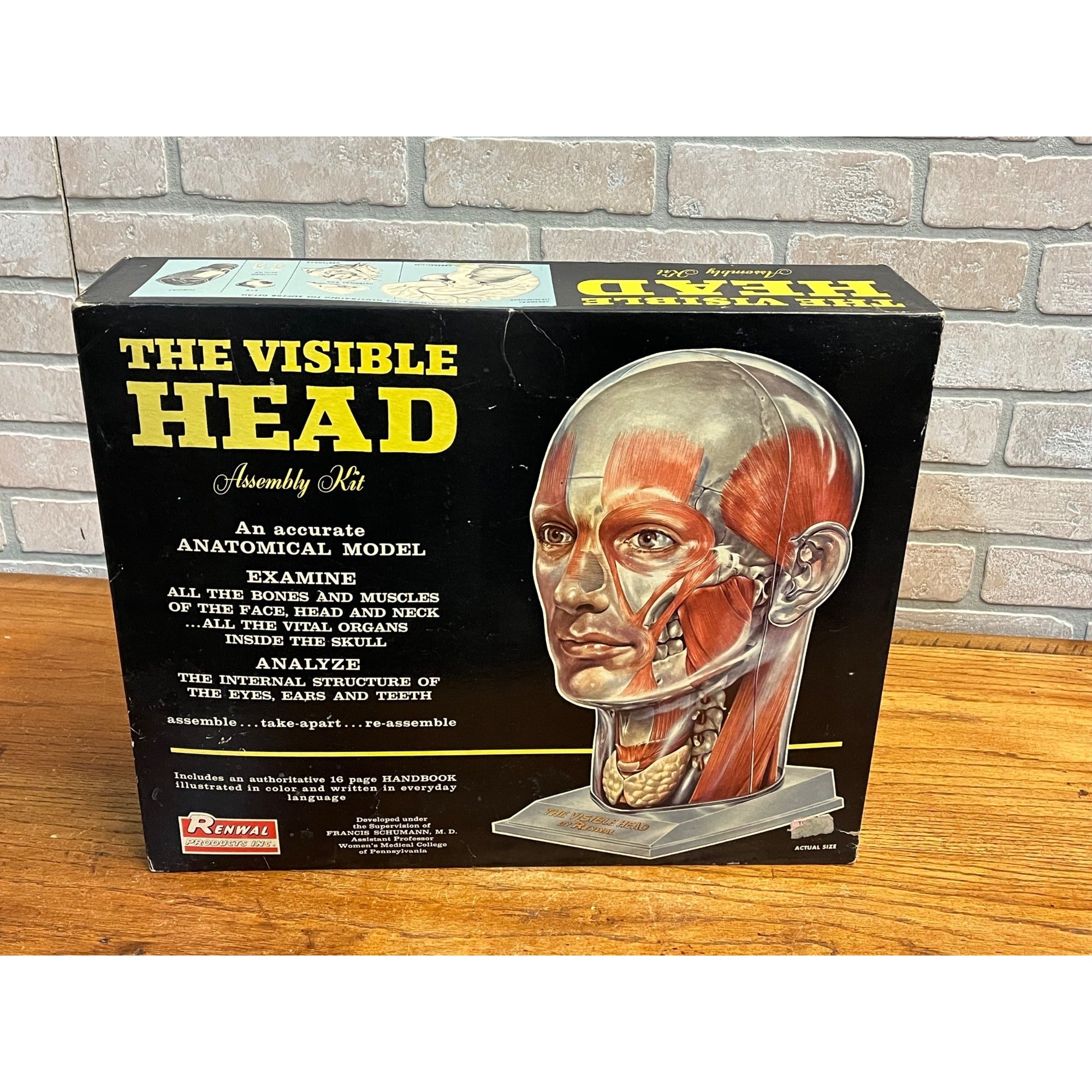 Vintage 1960s The Visible Head Anatomical Assembly Anatomy Model Kit By Renewal