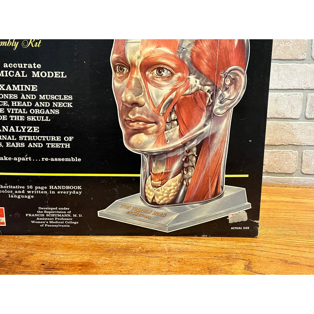 Vintage 1960s The Visible Head Anatomical Assembly Anatomy Model Kit By Renewal