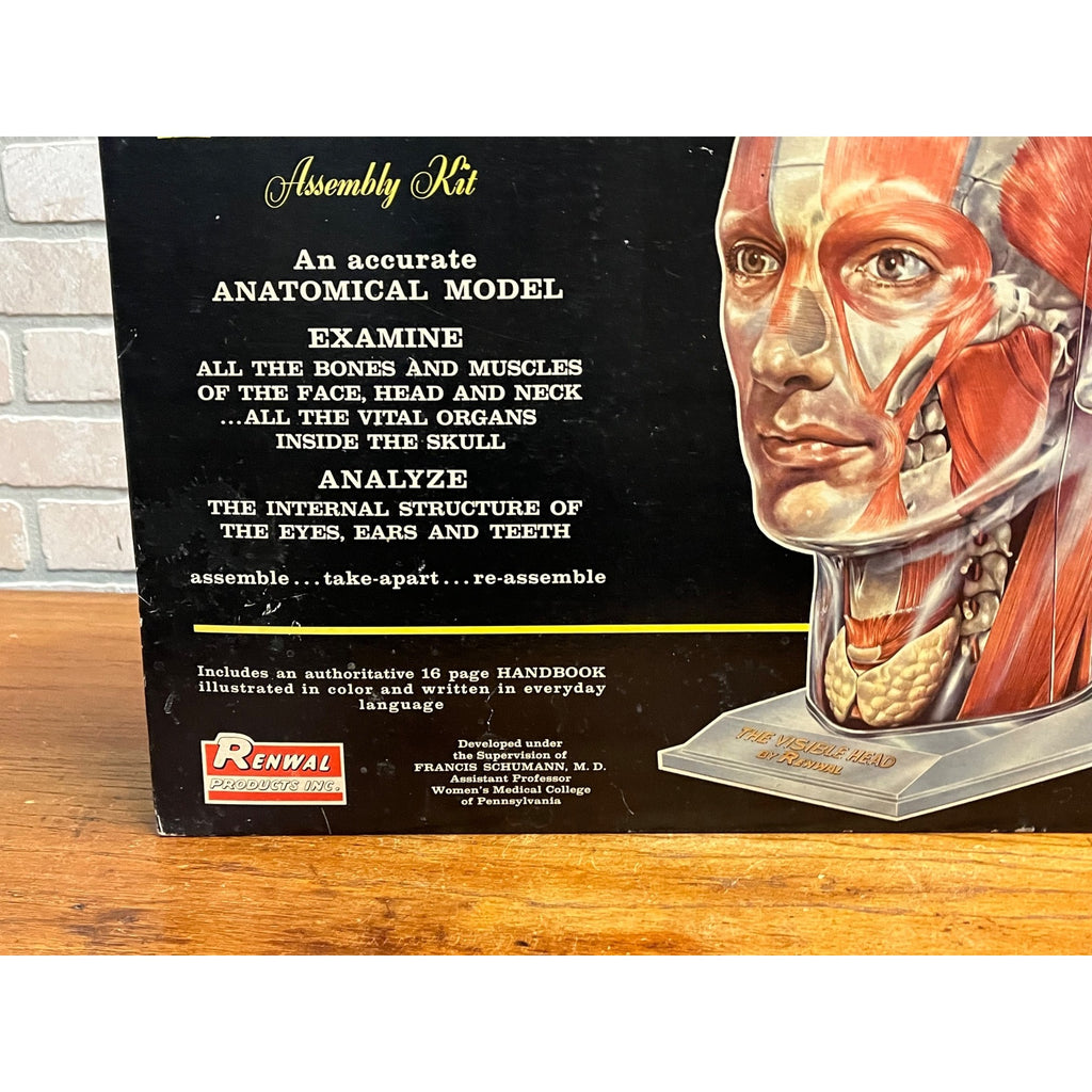Vintage 1960s The Visible Head Anatomical Assembly Anatomy Model Kit By Renewal