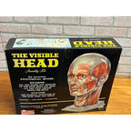 Vintage 1960s The Visible Head Anatomical Assembly Anatomy Model Kit By Renewal