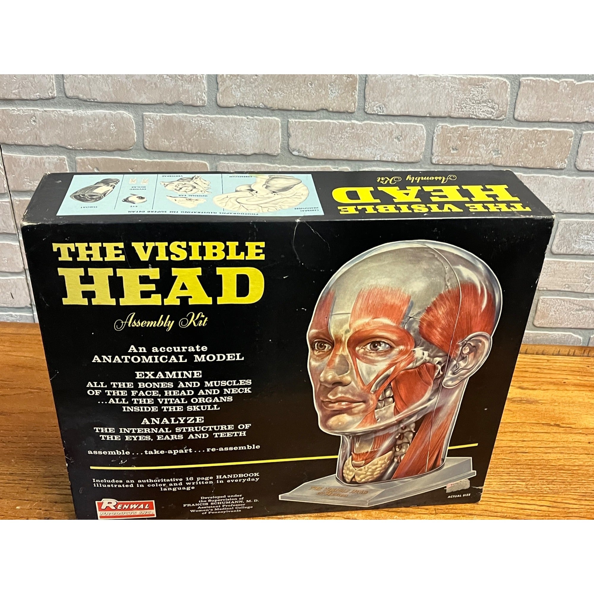Vintage 1960s The Visible Head Anatomical Assembly Anatomy Model Kit By Renewal