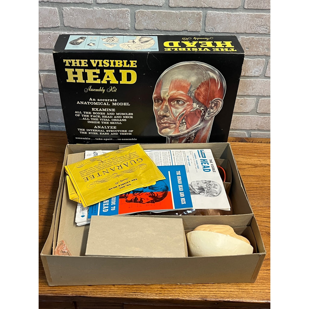 Vintage 1960s The Visible Head Anatomical Assembly Anatomy Model Kit By Renewal
