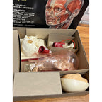 Vintage 1960s The Visible Head Anatomical Assembly Anatomy Model Kit By Renewal