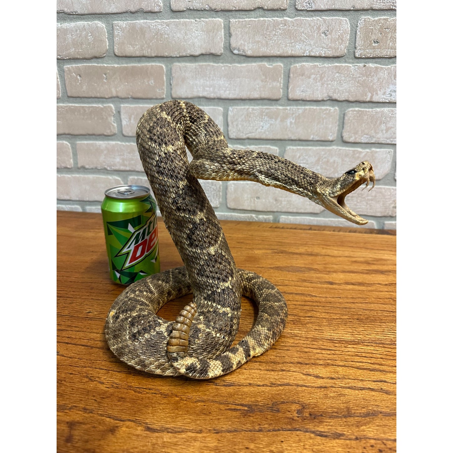 Genuine Taxidermy Mounted Western Diamondback Rattlesnake Striker Snake 9” Real