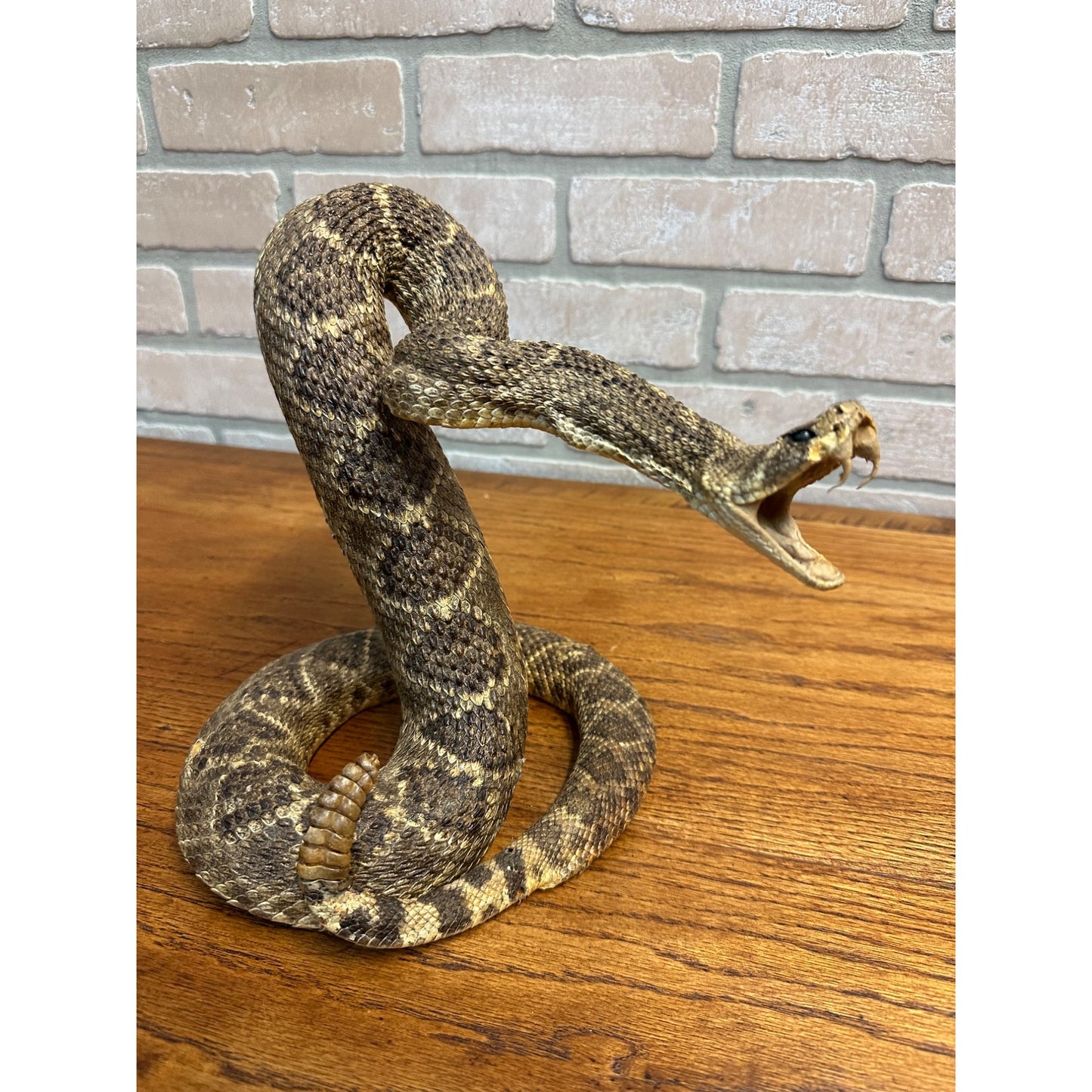 Genuine Taxidermy Mounted Western Diamondback Rattlesnake Striker Snake 9” Real