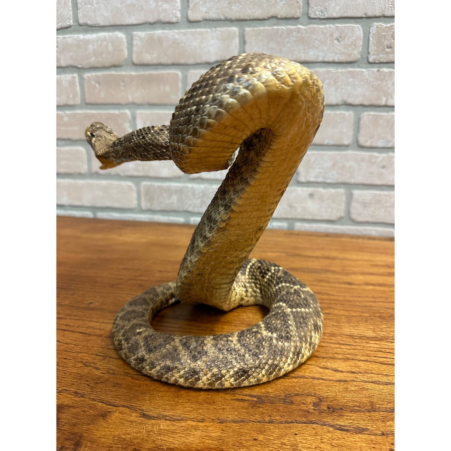 Genuine Taxidermy Mounted Western Diamondback Rattlesnake Striker Snake 9” Real