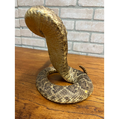 Genuine Taxidermy Mounted Western Diamondback Rattlesnake Striker Snake 9” Real