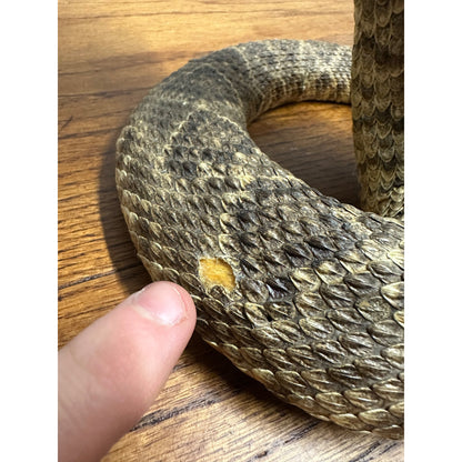 Genuine Taxidermy Mounted Western Diamondback Rattlesnake Striker Snake 9” Real