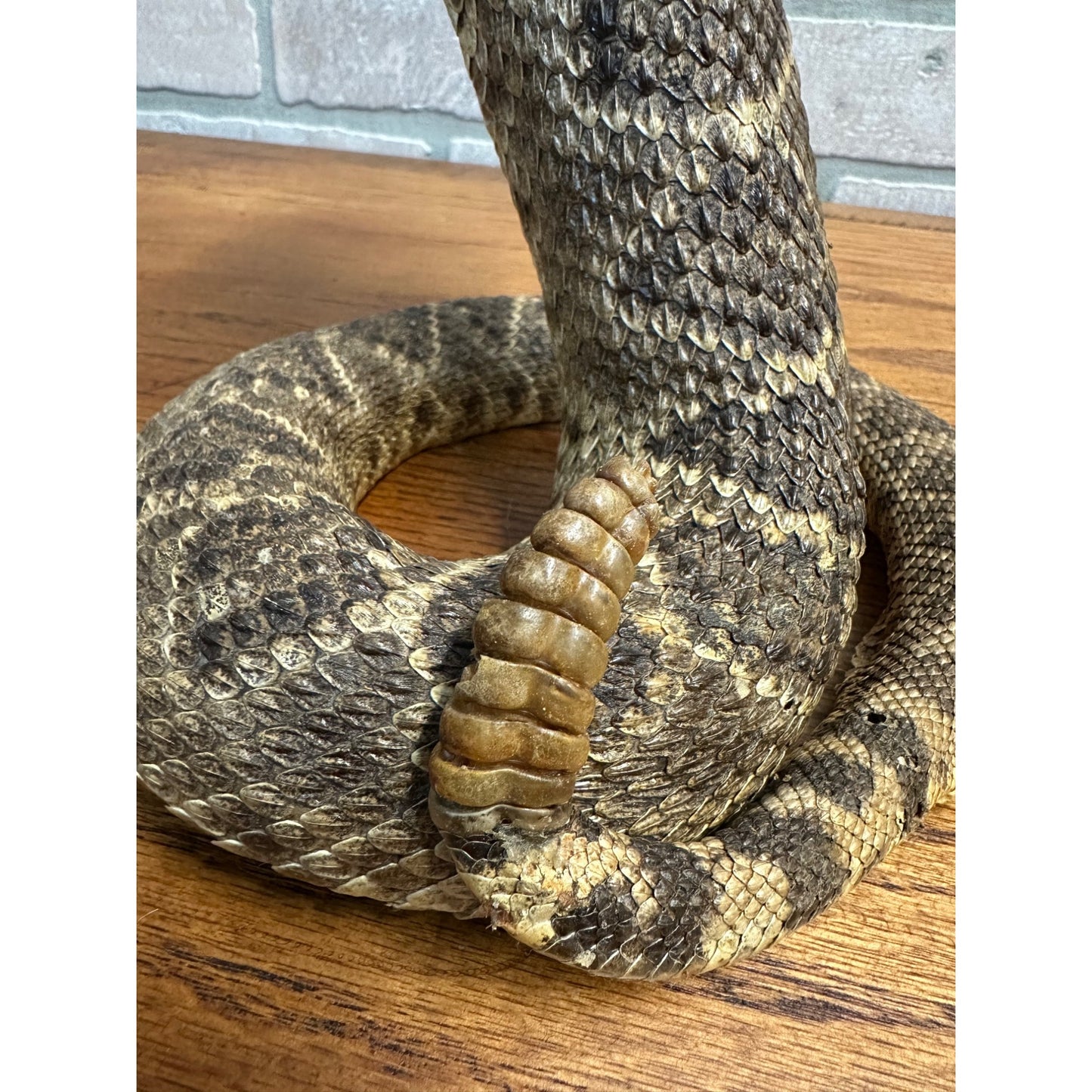 Genuine Taxidermy Mounted Western Diamondback Rattlesnake Striker Snake 9” Real