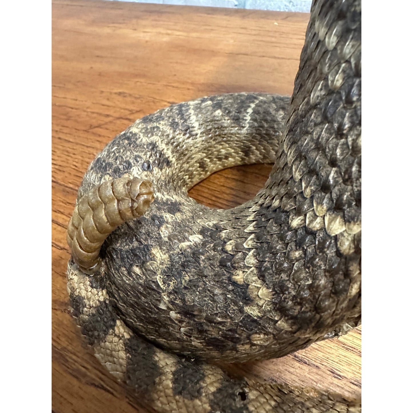 Genuine Taxidermy Mounted Western Diamondback Rattlesnake Striker Snake 9” Real