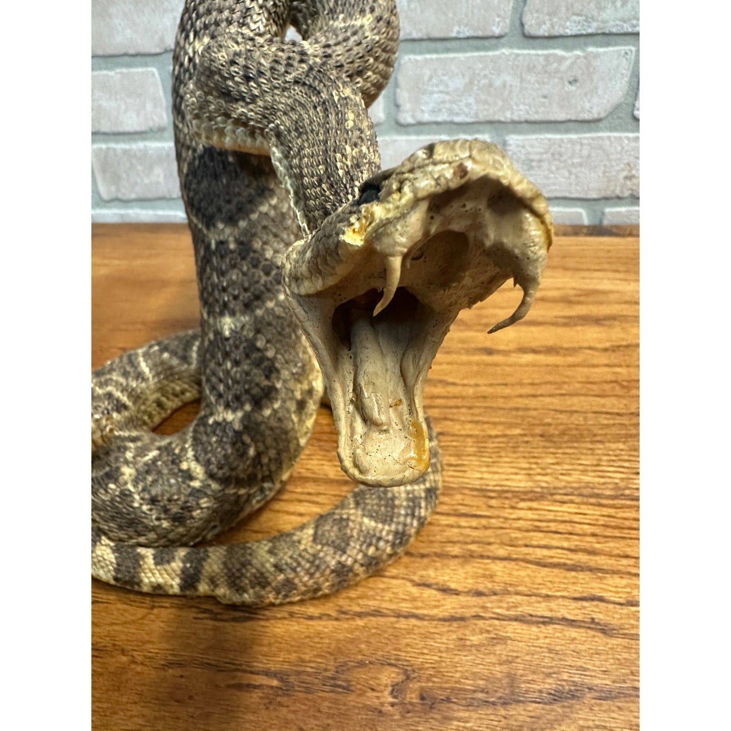 Genuine Taxidermy Mounted Western Diamondback Rattlesnake Striker Snake 9” Real