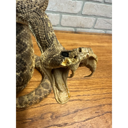 Genuine Taxidermy Mounted Western Diamondback Rattlesnake Striker Snake 9” Real