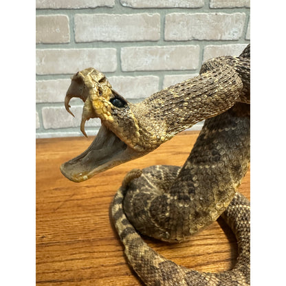 Genuine Taxidermy Mounted Western Diamondback Rattlesnake Striker Snake 9” Real