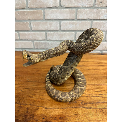 Genuine Taxidermy Mounted Western Diamondback Rattlesnake Striker Snake 9” Real