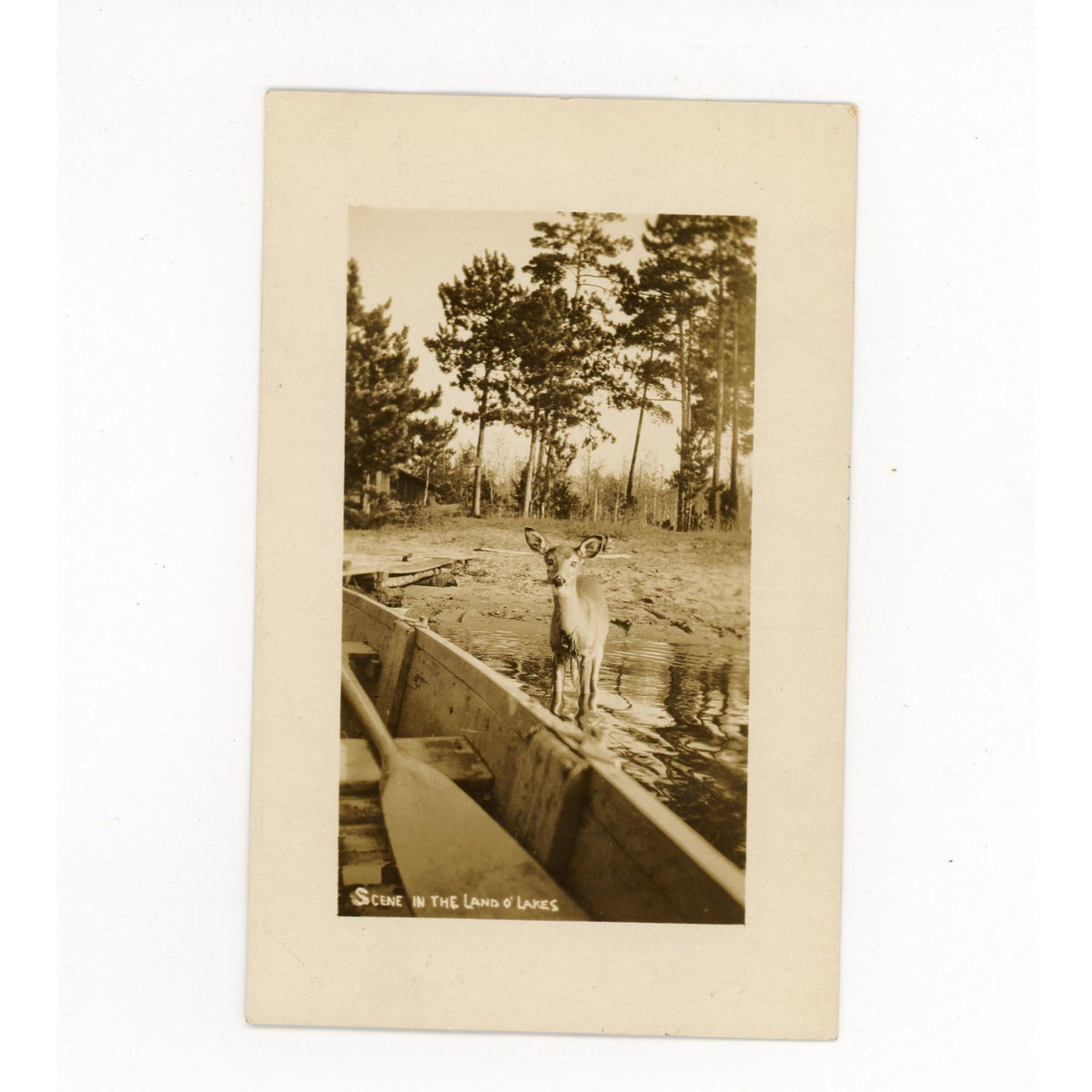 1920 Land o' Lakes Wis RPPC Postcard Deer Canoe Lake Cabin Wisconsin Minocqua