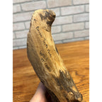 Vintage Wawa Canada Beaver Chewed Wood Carving Folk Art Face Sculpture Rustic
