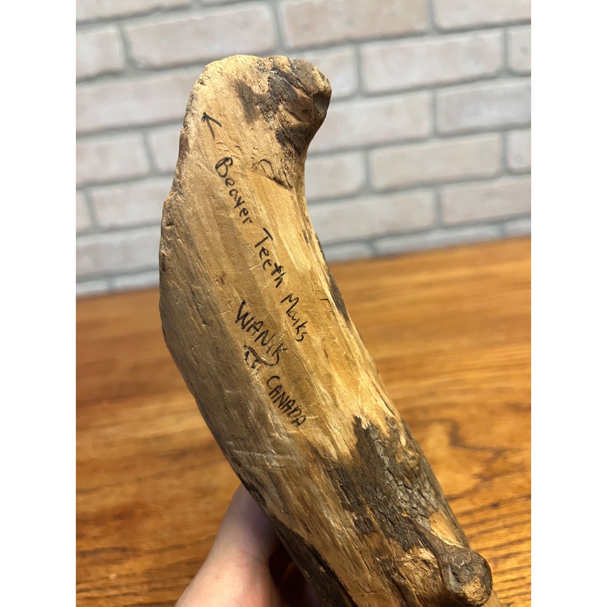 Vintage Wawa Canada Beaver Chewed Wood Carving Folk Art Face Sculpture Rustic