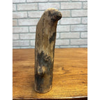Vintage Wawa Canada Beaver Chewed Wood Carving Folk Art Face Sculpture Rustic
