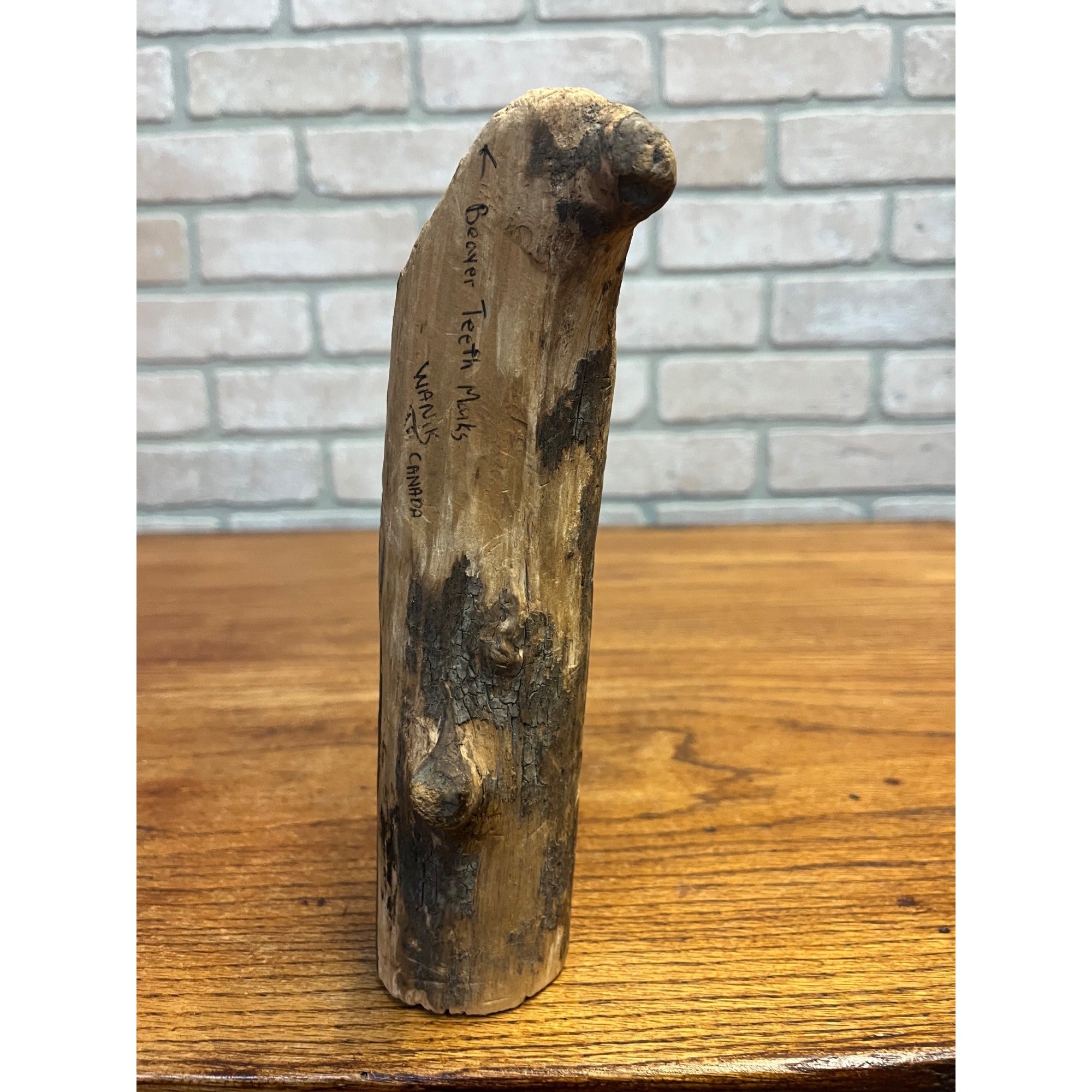 Vintage Wawa Canada Beaver Chewed Wood Carving Folk Art Face Sculpture Rustic