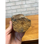 Vintage Wawa Canada Beaver Chewed Wood Carving Folk Art Face Sculpture Rustic
