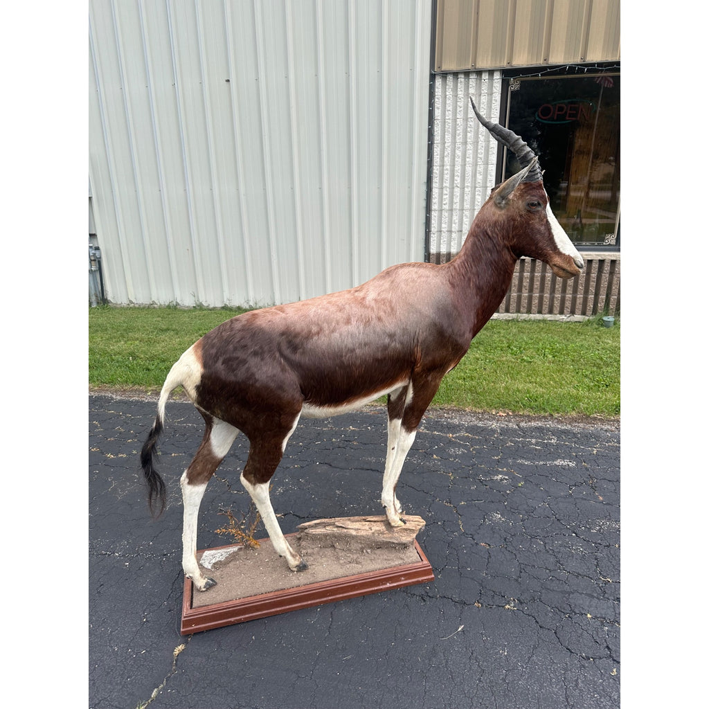 Original African Blesbok Full Standing Taxidermy Mount Blesbuck Antelope