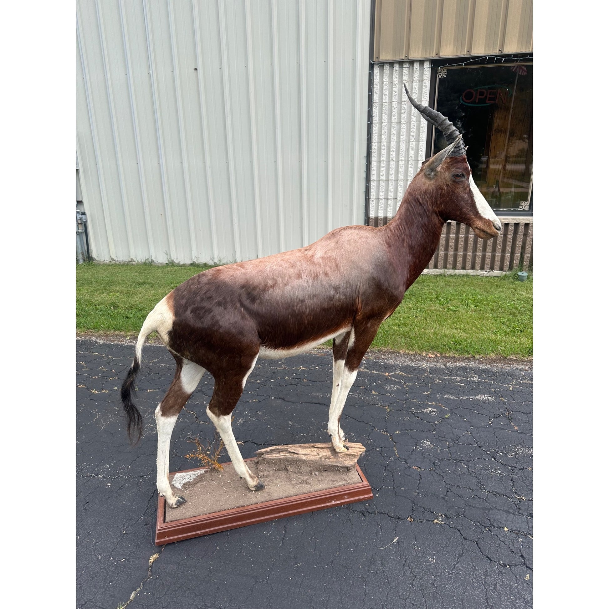 Original African Blesbok Full Standing Taxidermy Mount Blesbuck Antelope