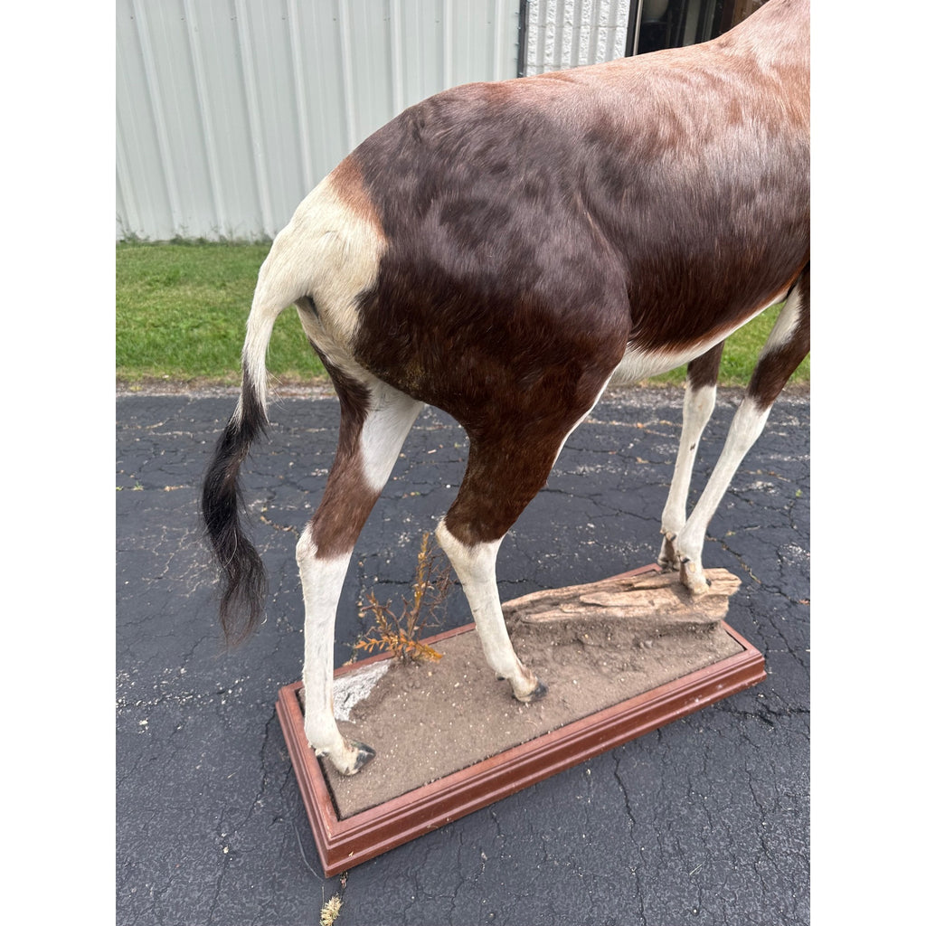 Original African Blesbok Full Standing Taxidermy Mount Blesbuck Antelope