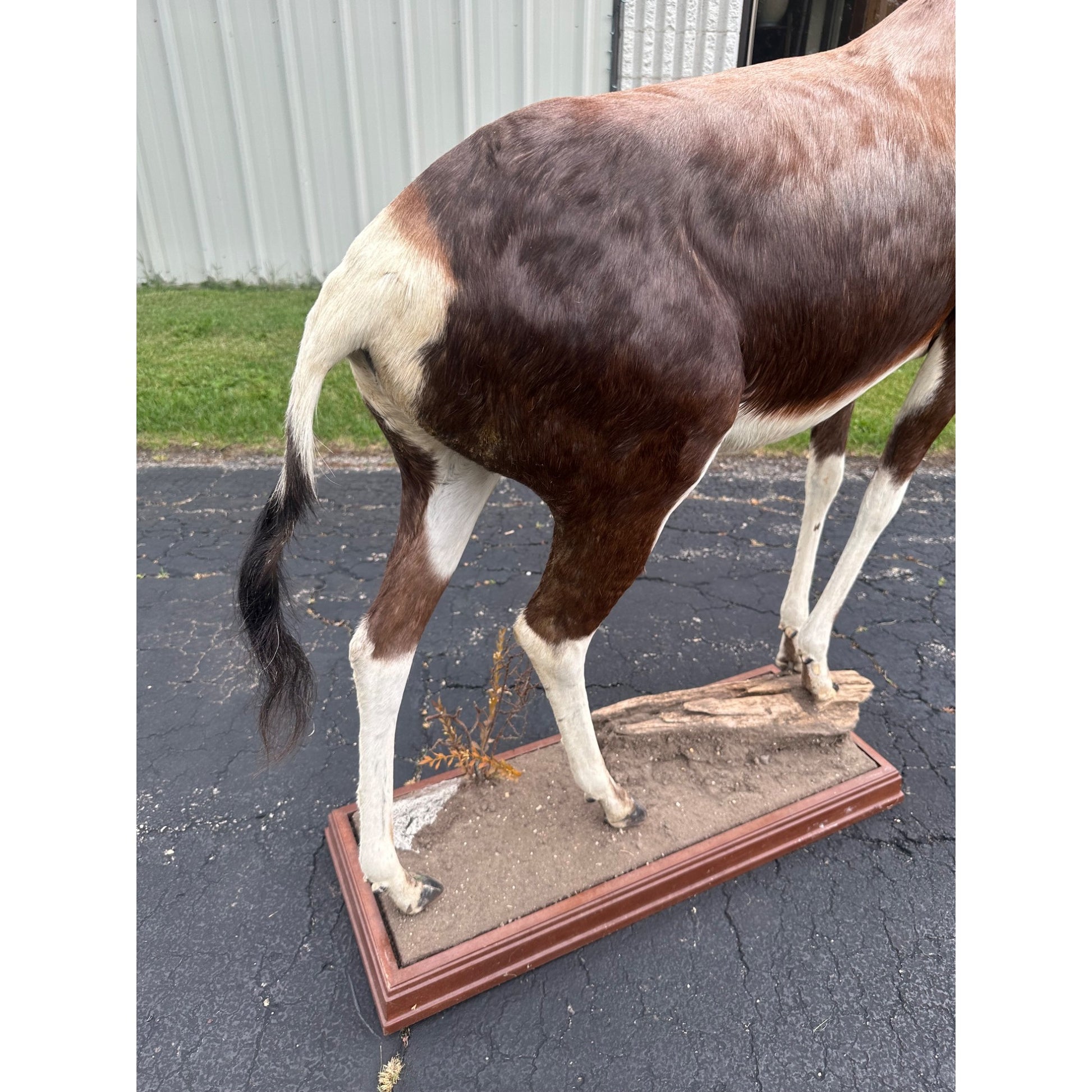 Original African Blesbok Full Standing Taxidermy Mount Blesbuck Antelope