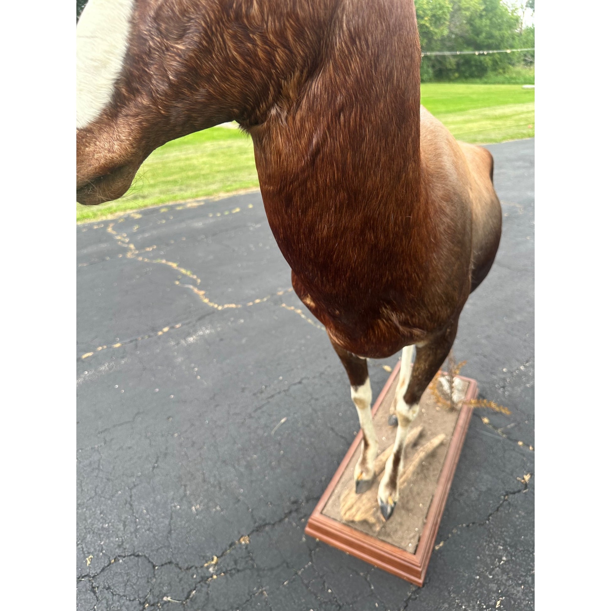 Original African Blesbok Full Standing Taxidermy Mount Blesbuck Antelope