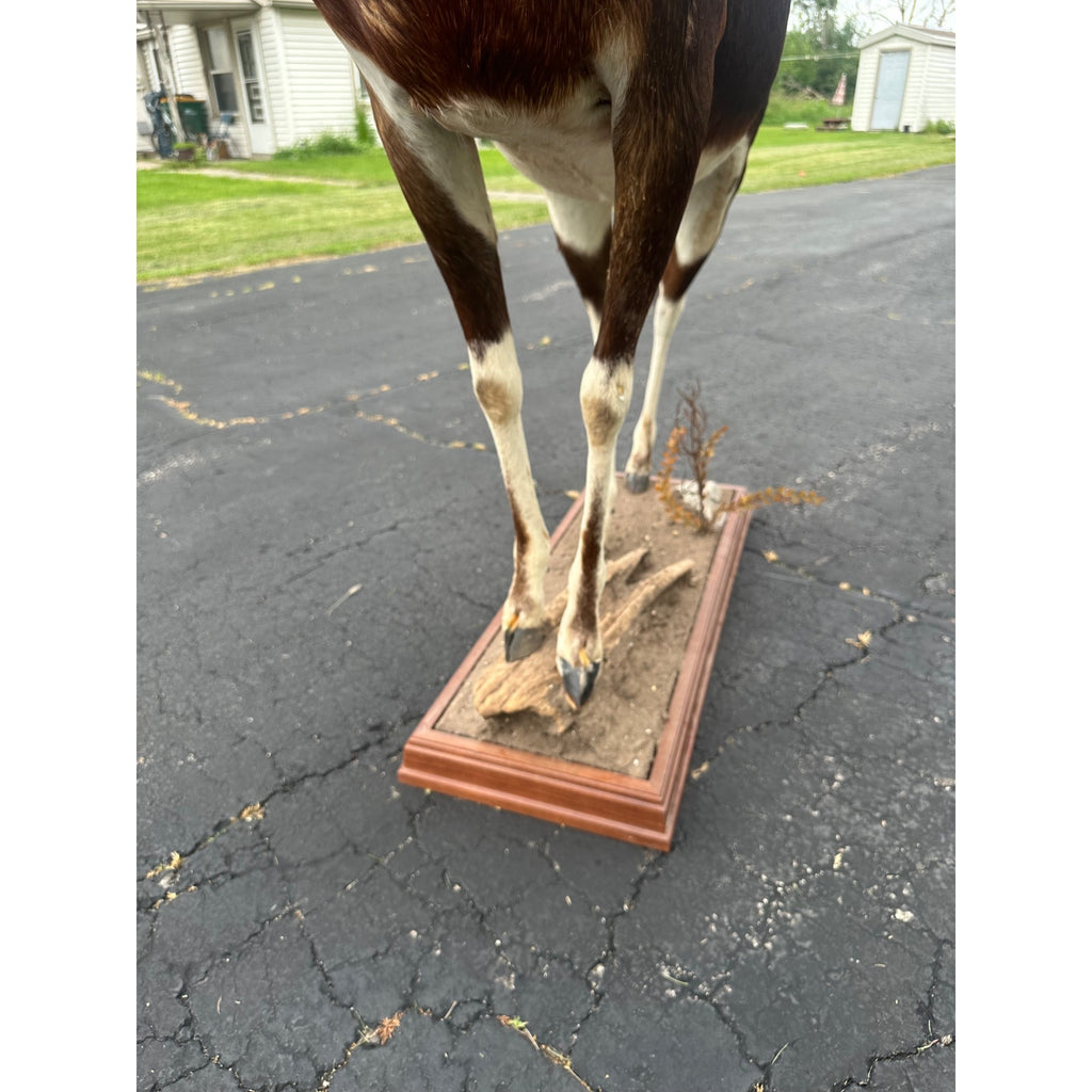 Original African Blesbok Full Standing Taxidermy Mount Blesbuck Antelope