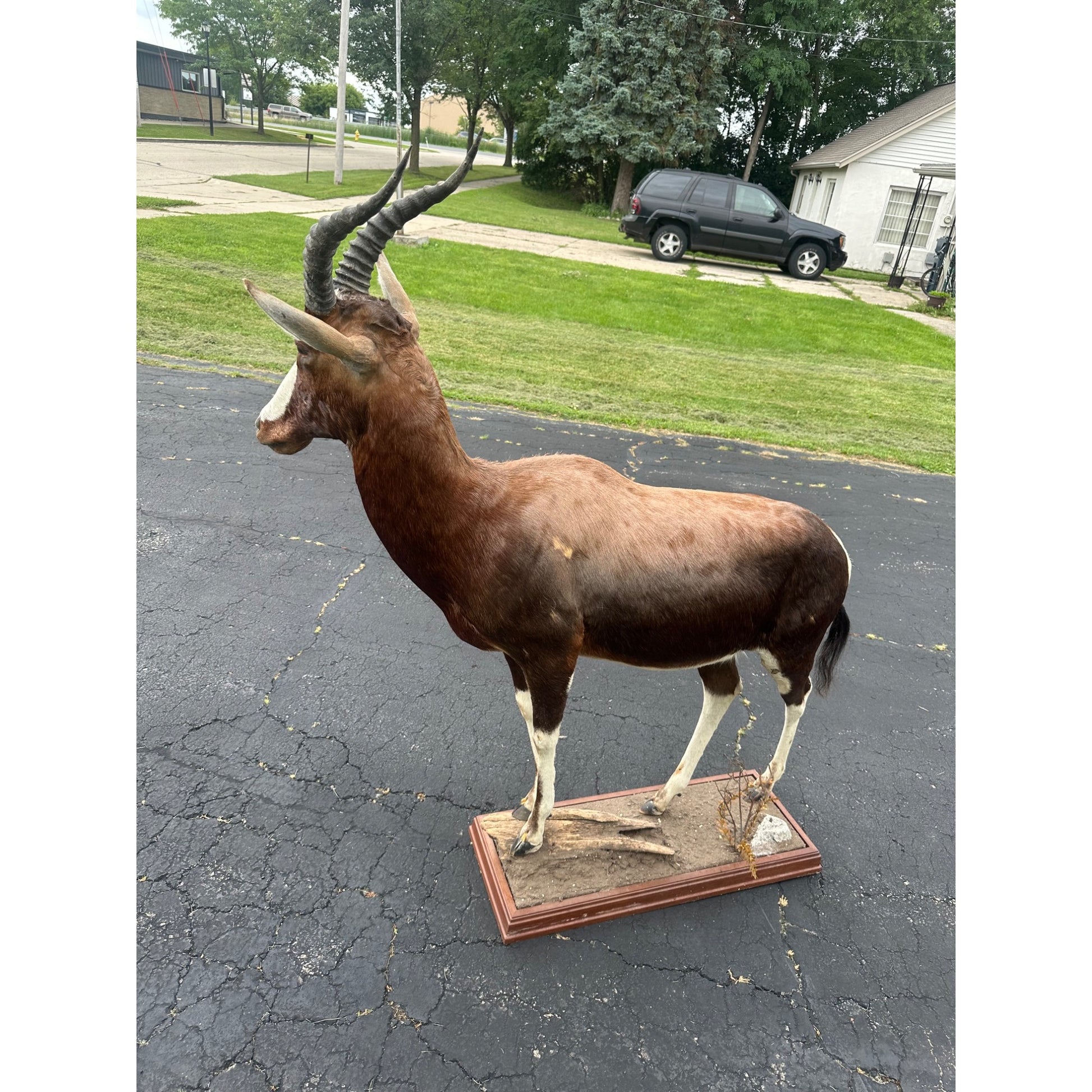 Original African Blesbok Full Standing Taxidermy Mount Blesbuck Antelope
