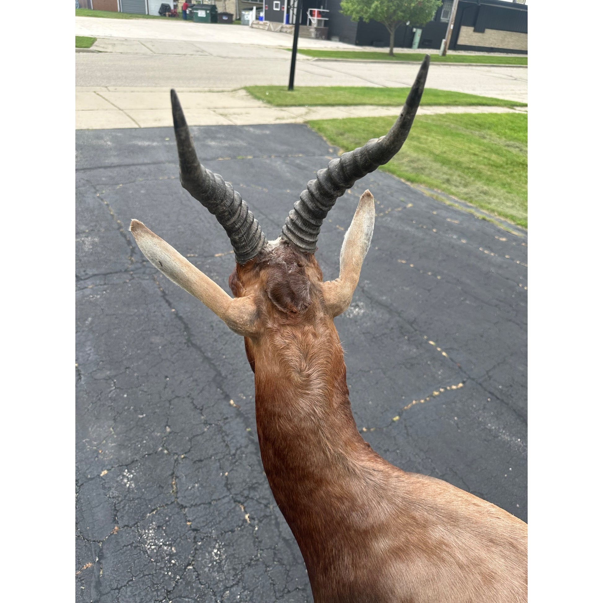 Original African Blesbok Full Standing Taxidermy Mount Blesbuck Antelope
