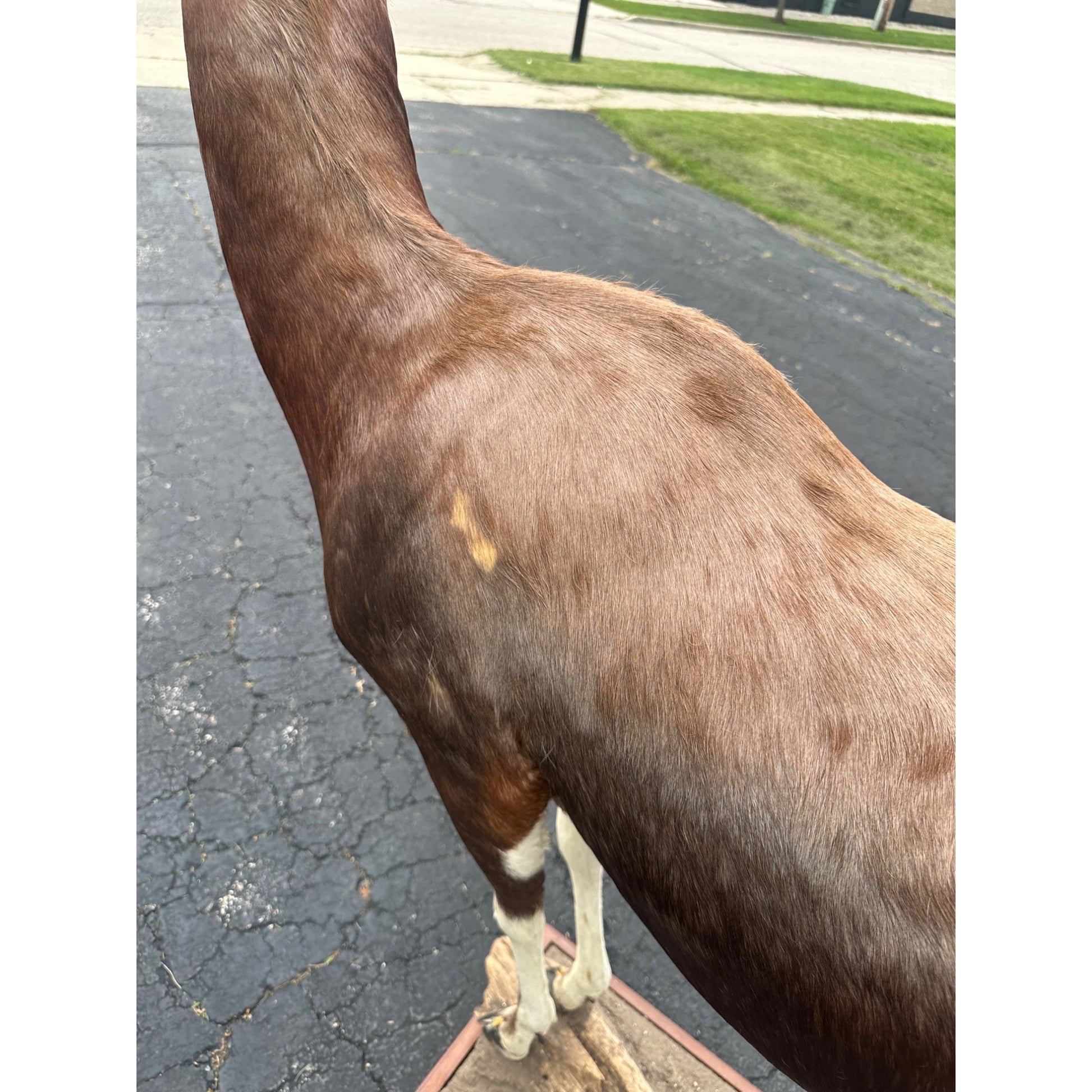 Original African Blesbok Full Standing Taxidermy Mount Blesbuck Antelope
