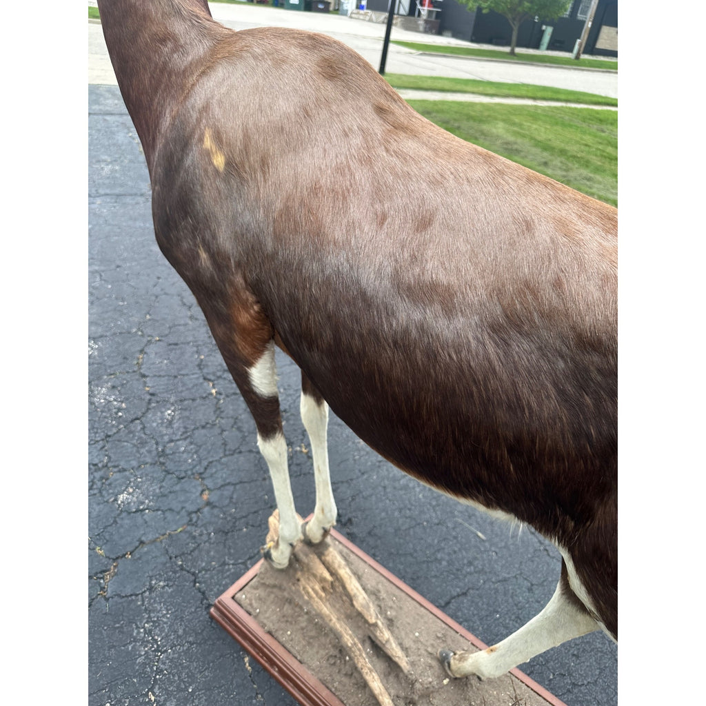 Original African Blesbok Full Standing Taxidermy Mount Blesbuck Antelope