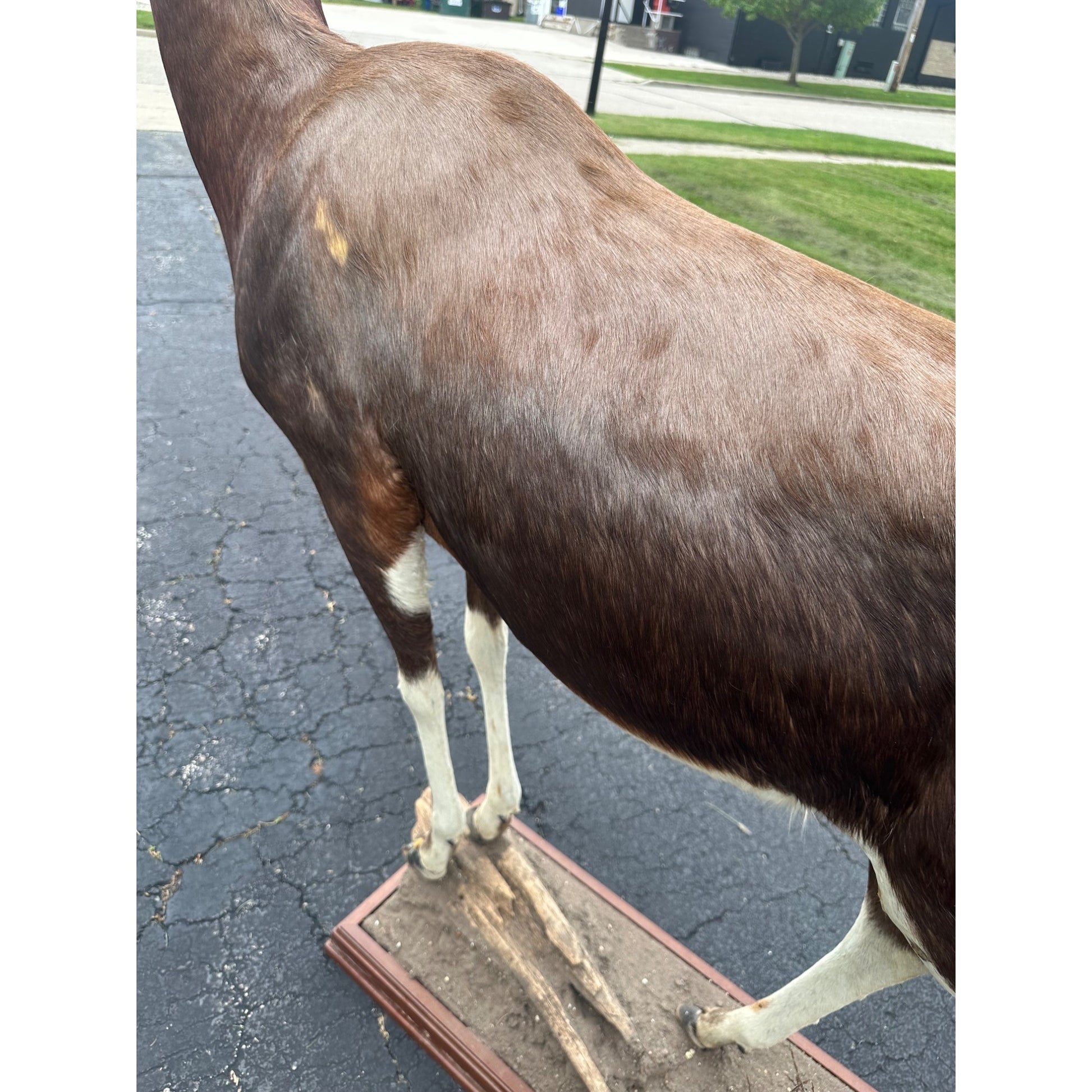 Original African Blesbok Full Standing Taxidermy Mount Blesbuck Antelope