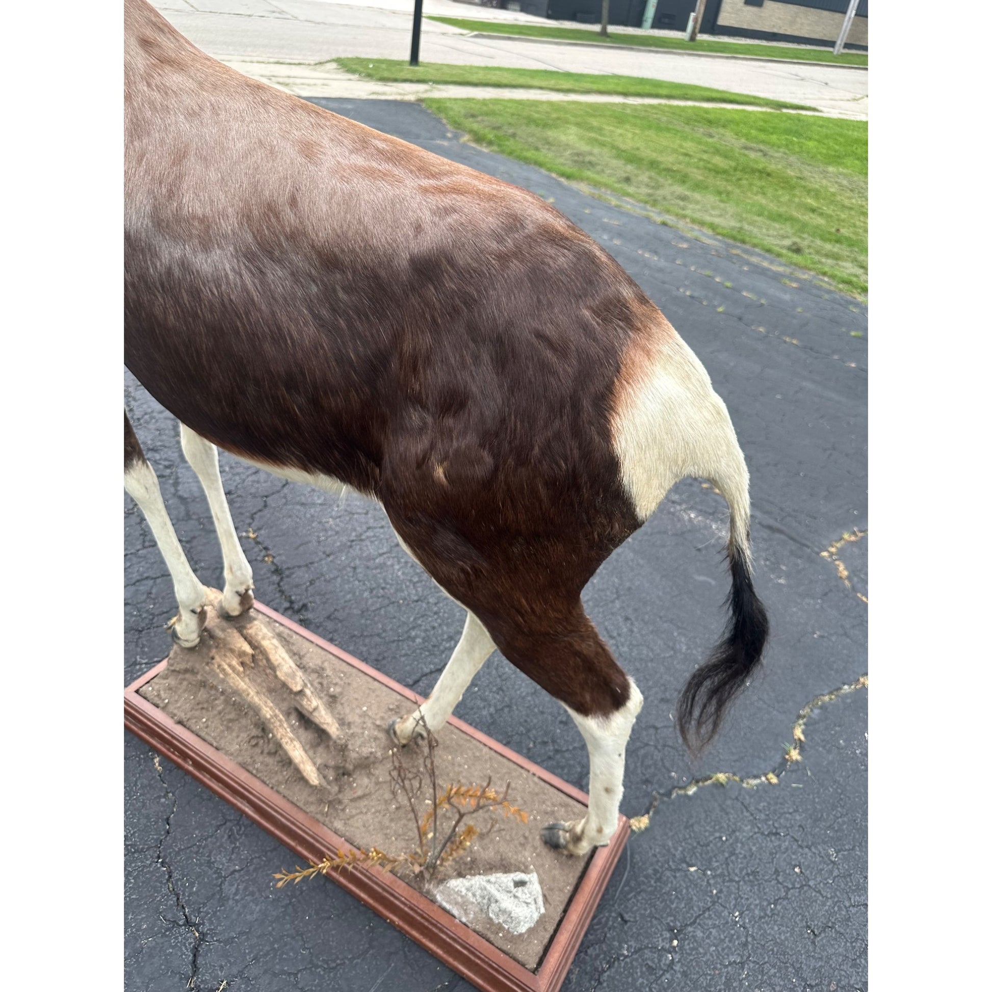 Original African Blesbok Full Standing Taxidermy Mount Blesbuck Antelope