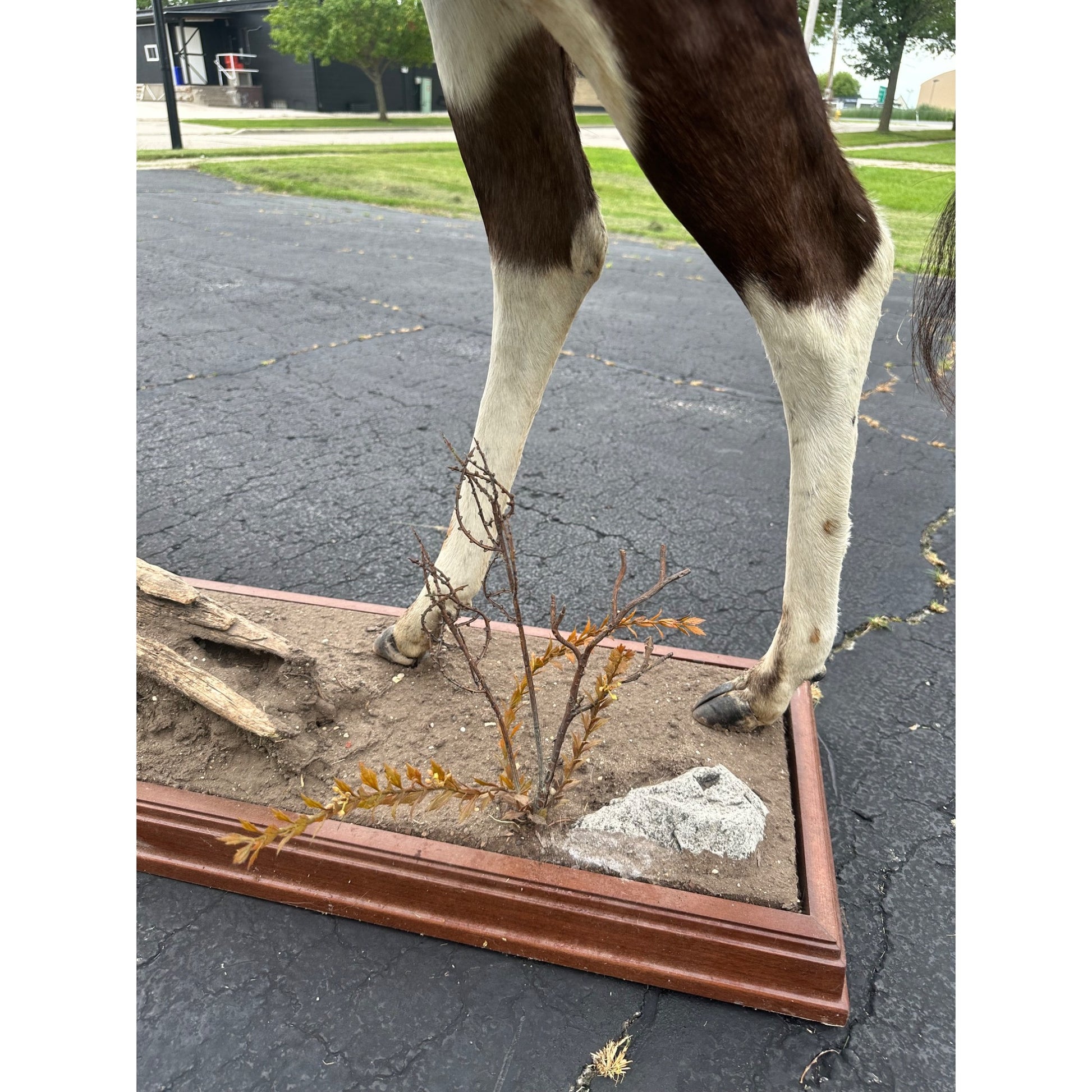 Original African Blesbok Full Standing Taxidermy Mount Blesbuck Antelope