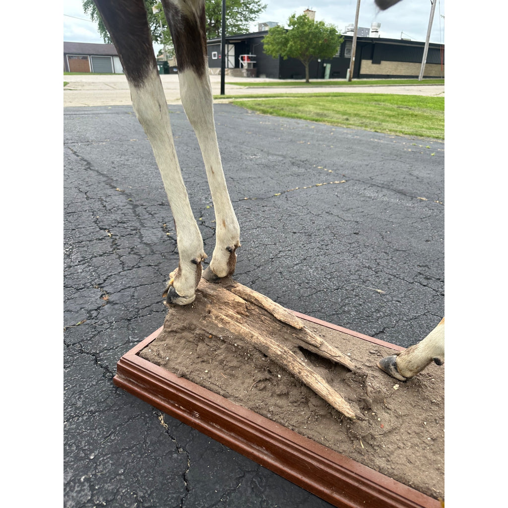 Original African Blesbok Full Standing Taxidermy Mount Blesbuck Antelope